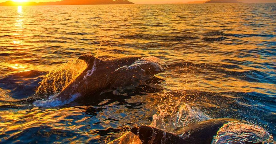 Pula: Brijuni Islands Dolphin Watching & Wildlife Cruise - Setting out from Korkyra boat excursions
