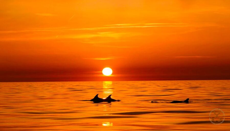 Pula: Brijuni Islands Dolphin Watching & Wildlife Cruise - Cruising the coast toward Brijuni National Park