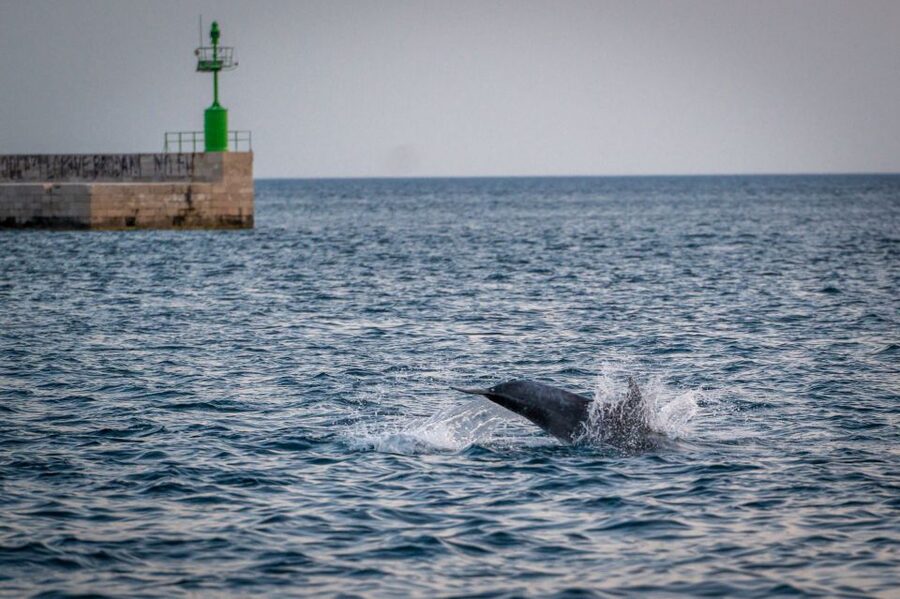 Pula: Brijuni National Park Sunset, Dolphins & Dinner Cruise - From Pula harbor to the Brijuni Islands