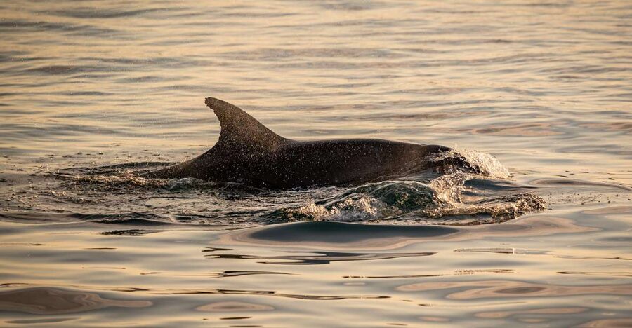 Pula: Brijuni National Park Sunset, Dolphins & Dinner Cruise - Sunset views and Pula after dark