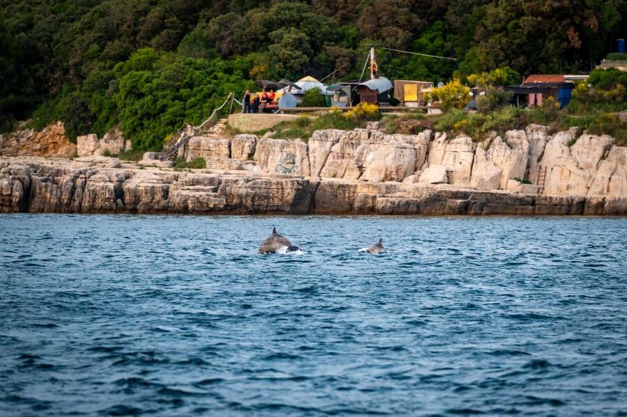 Pula: Brijuni National Park Sunset, Dolphins & Dinner Cruise - Searching for dolphins in Brijuni National Park