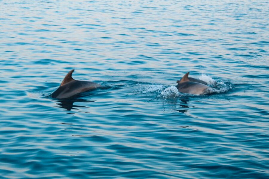 Pula: Dolphin&Sunset Cruise in Brijuni with Dinner&Drinks - Should you book the Pula dolphin and sunset cruise?