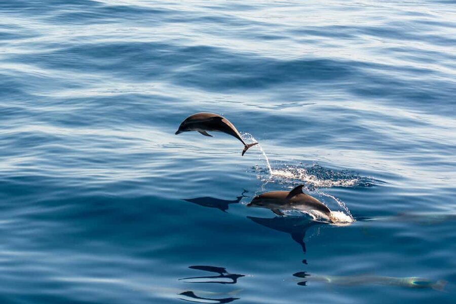 Pula: Dolphin&Sunset Cruise in Brijuni with Dinner&Drinks - Three hours from Pula to the Brijuni islands
