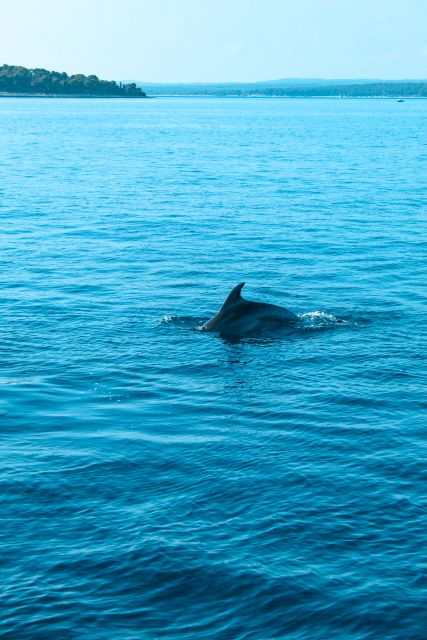 Pula: Dolphin&Sunset Cruise in Brijuni with Dinner&Drinks - Searching for dolphins around Brijuni