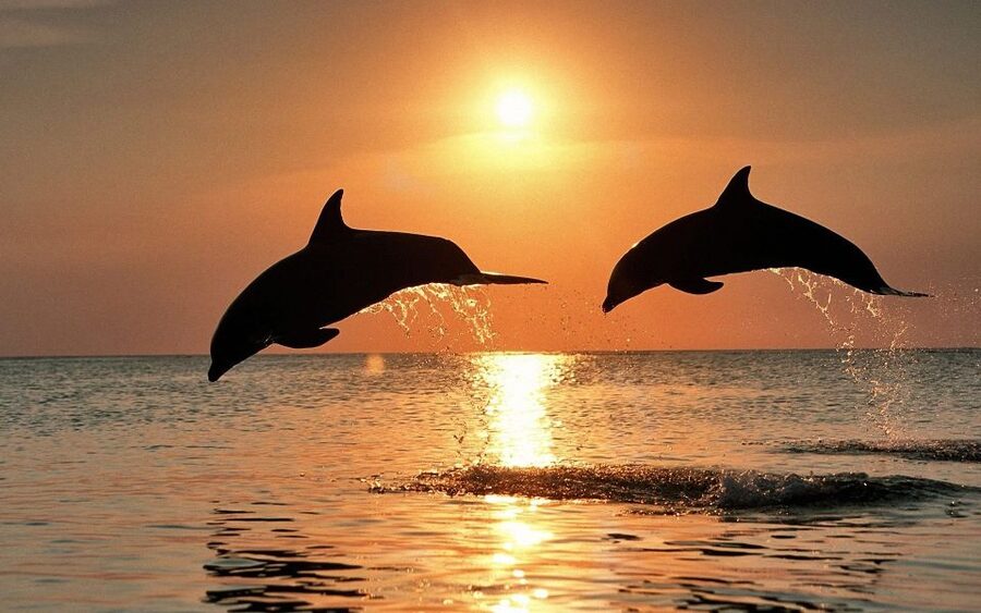 Pula: Dolphin&Sunset Cruise in Brijuni with Dinner&Drinks - Choosing your place on Europa