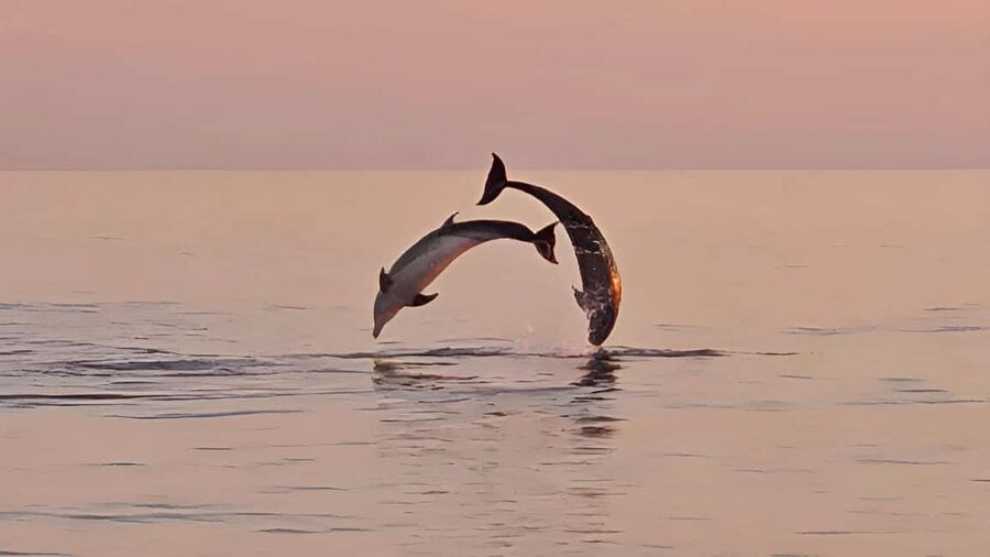 Pula: Dolphin Sunset Cruise to Brijuni with Dinner & Drinks - Brijuni Views During Golden Hour