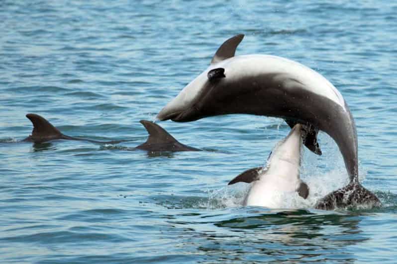 Pula Dolphin Watching Boat Trip - Why the small boat matters