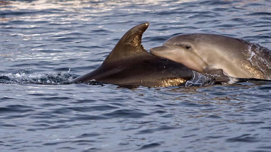 Pula Dolphin Watching Boat Trip - Pula’s cliffs from the sea