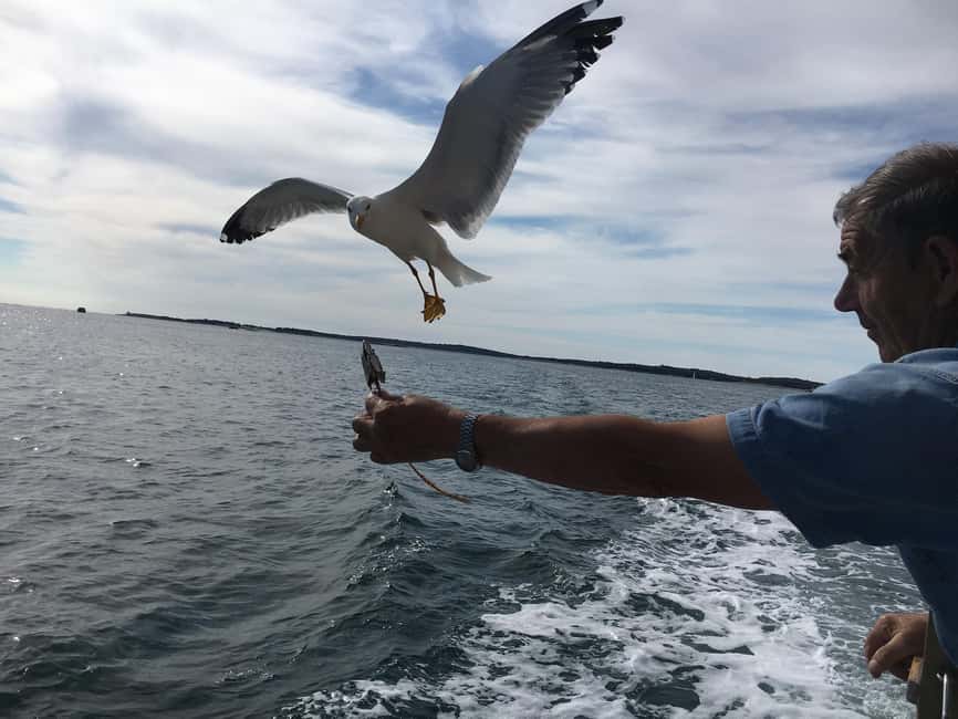 Pula: Dolphin Watching Sunset Cruise with Dinner & Drinks - Is $65 a fair price?
