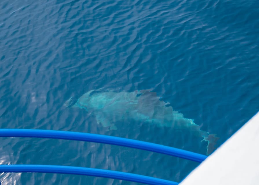 Pula: Private Dolphins & Sunset Tour With Dinner & Drinks - Weather, route changes, and the practical details
