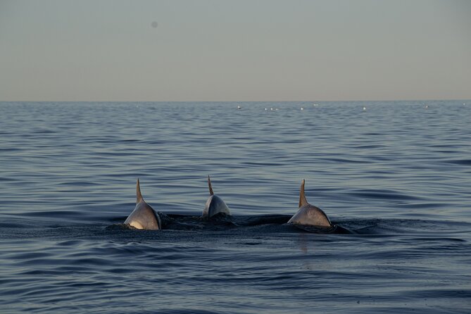 Pula: Private Golden Hour Sail - Dolphins, Drinks & Brijuni Views - What the Skipper Adds to the Evening