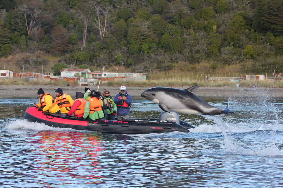 Punta Arenas: Austral Dolphin & Wildlife Watching Boat Tour - Why Bahía Agua Fresca is worth the early start
