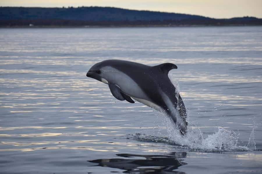 Punta Arenas: Austral Dolphin & Wildlife Watching Boat Tour - What the Zodiac cruise is really like
