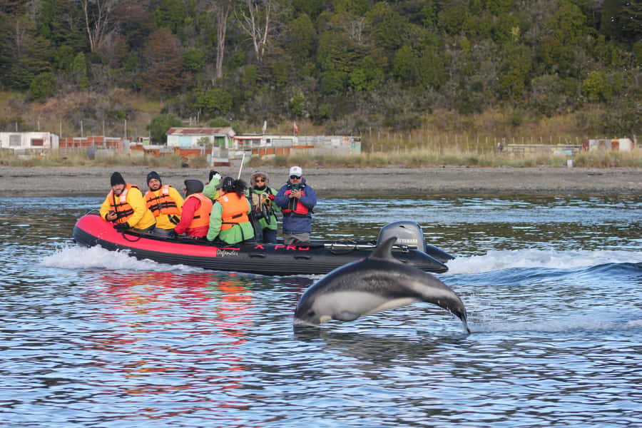 Punta Arenas: Austral Dolphin & Wildlife Watching Boat Tour - The dolphins are the main event
