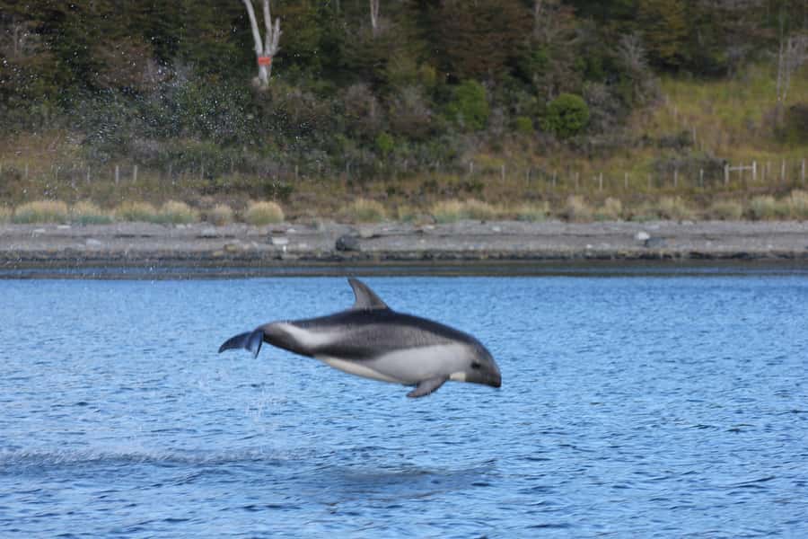 Punta Arenas: Austral Dolphin & Wildlife Watching Boat Tour - Keep watching for penguins, birds, and whales
