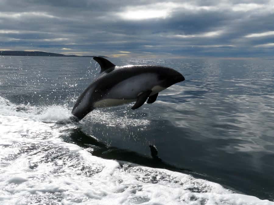 Punta Arenas: Austral Dolphin & Wildlife Watching Boat Tour - Who should book this Punta Arenas wildlife tour?