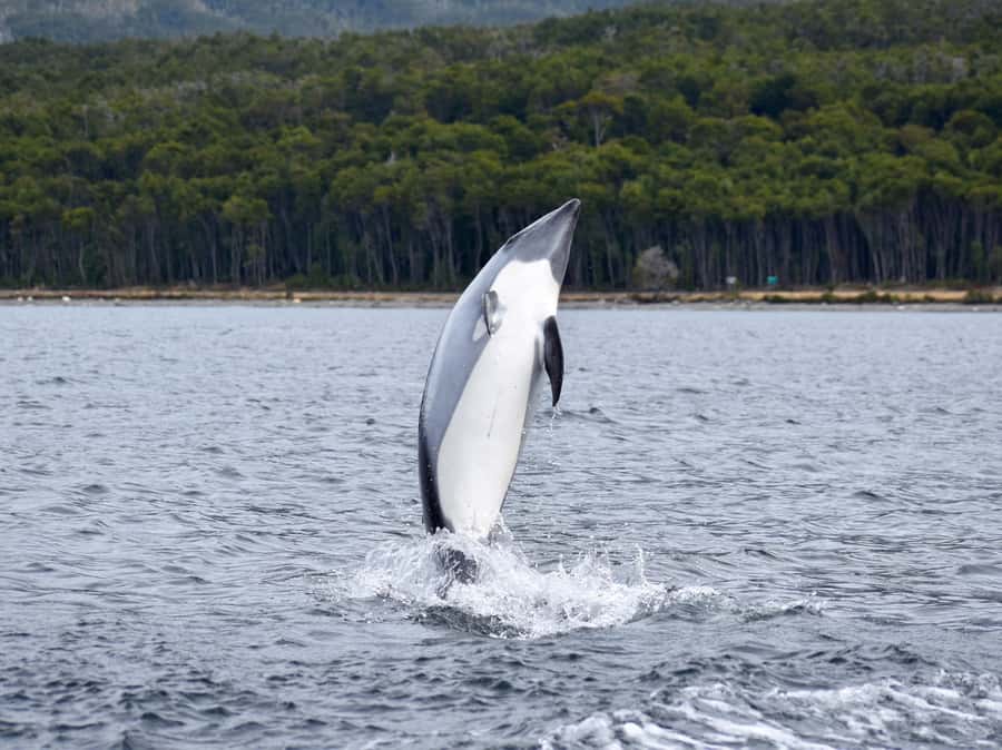 Punta Arenas: Austral Dolphin & Wildlife Watching Boat Tour - Booking advice and practical preparation