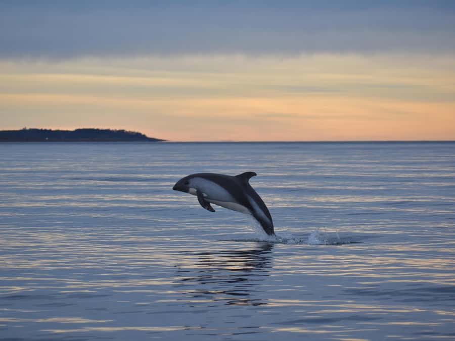 Punta Arenas: Austral Dolphin & Wildlife Watching Boat Tour - The 55-minute ride south from Punta Arenas