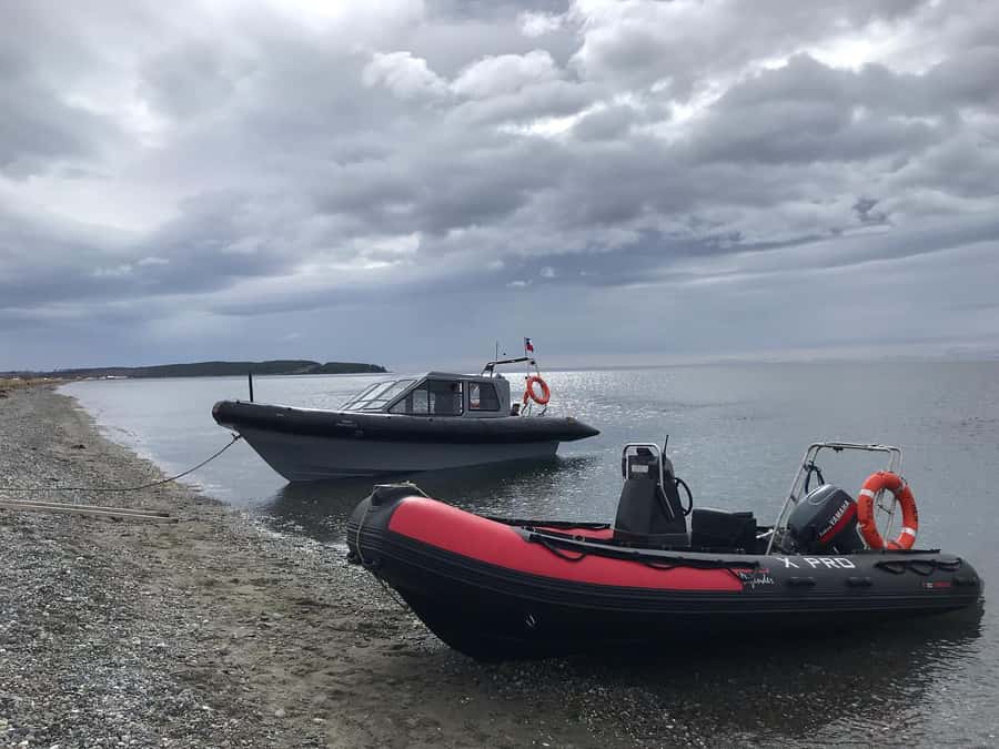 Punta Arenas: Dolphin & Wildlife Watching - A Close Look at Dolphins in the Strait of Magellan