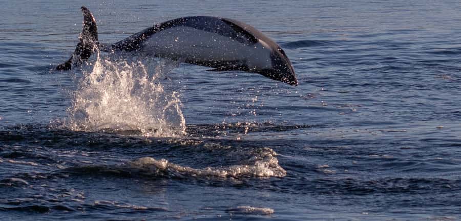 Punta Arenas: Dolphin & Wildlife Watching - Dolphins, Pods, and the Search Pattern