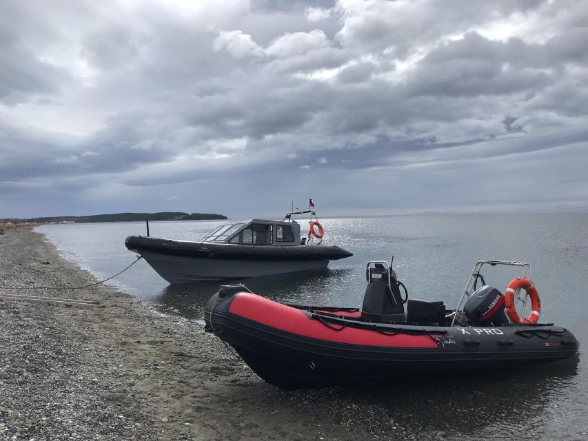 Punta Arenas: Dolphin & Wildlife Watching - Who Should Book This Punta Arenas Outing?