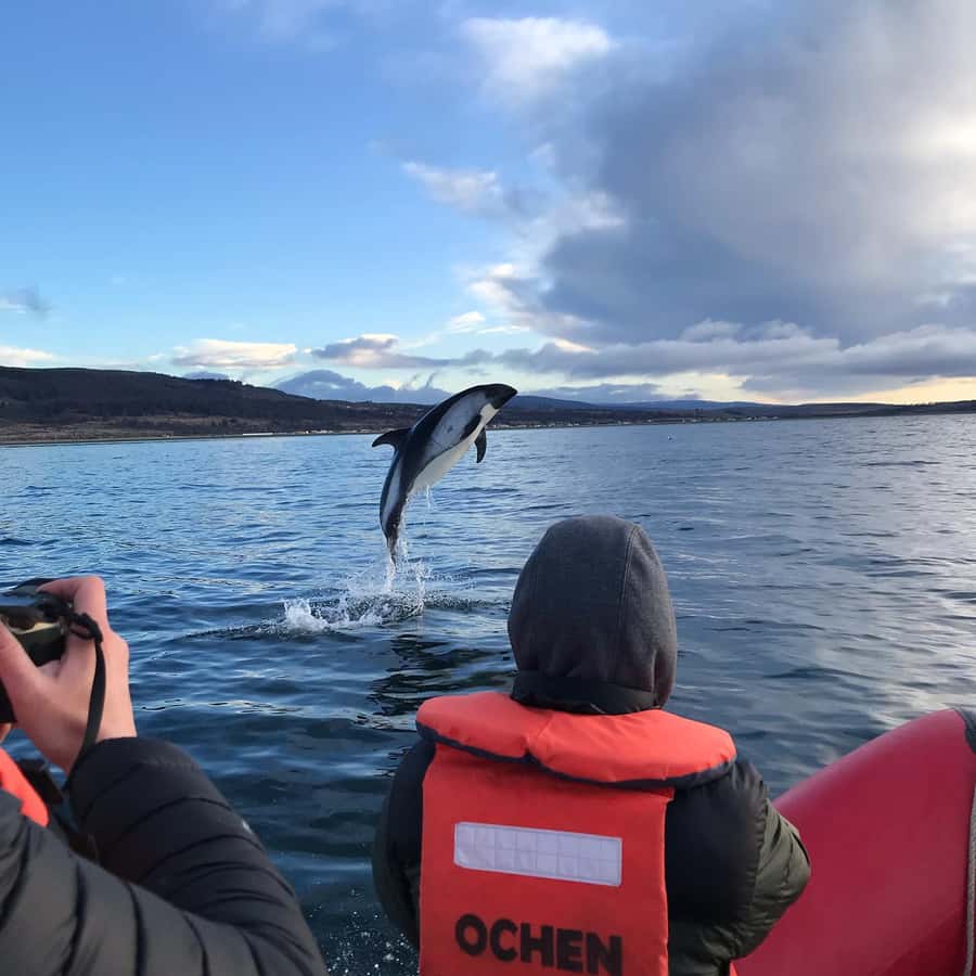 Punta Arenas: Dolphin & Wildlife Watching - What the Small Boat Adds