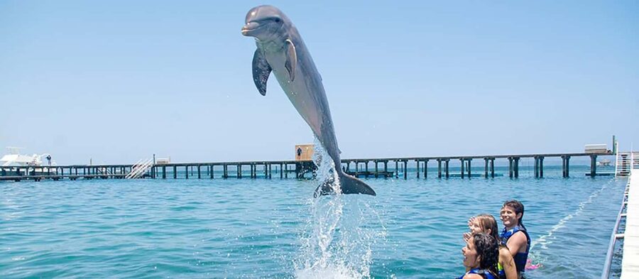 Punta Cana Dolphin Adventure: 40-Minute Interaction - Forty minutes with one dolphin