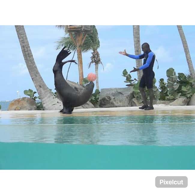 Punta Cana: Dolphin Explorer Park Entry, Swim, or Encounter - Practical advice for a smoother visit