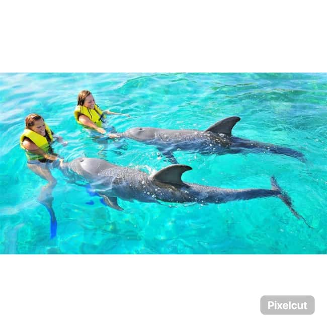 Punta Cana: Dolphin Explorer Park Entry, Swim, or Encounter - Choosing the right dolphin program