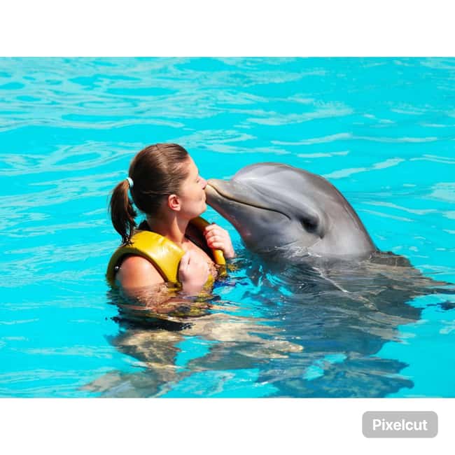 Punta Cana: Dolphin Explorer Park Entry, Swim, or Encounter - The real cost: $140 before photos