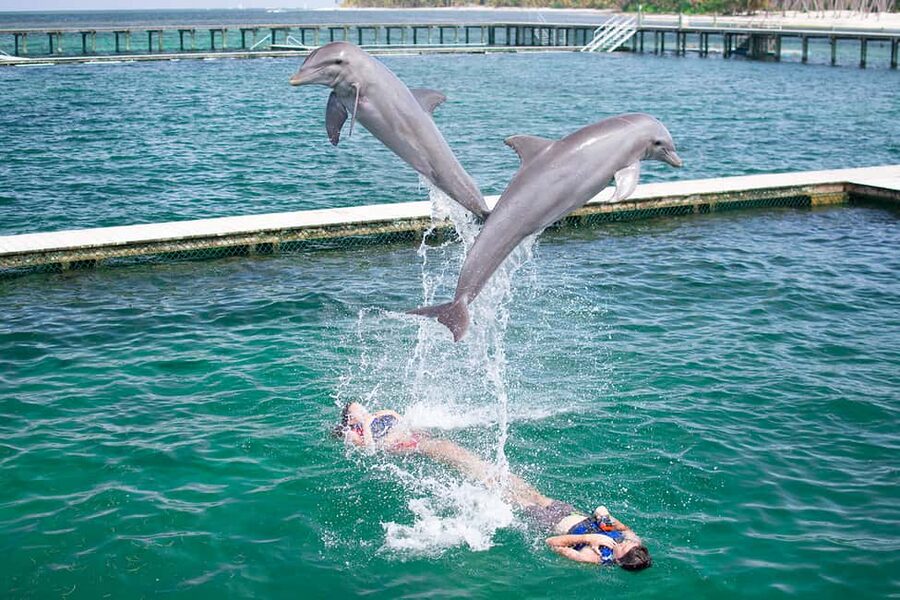Punta Cana: Dolphin Explorer Swims and Interactions - Pick the right program before you book