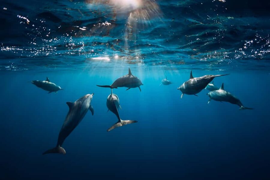Punta Cana: Dolphin Explorer Swims and Interactions - What happens when you cannot use your phone