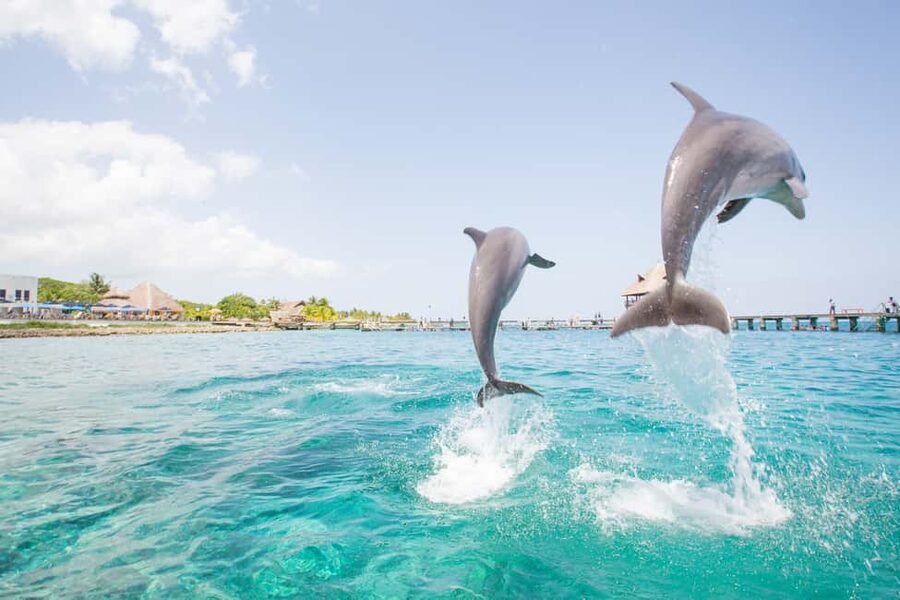 Punta Cana: Dolphin Explorer Swims and Interactions - Who should choose this activity?