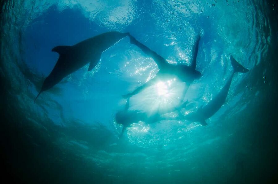 Punta Cana: Dolphin Explorer Swims and Interactions - Is $120 good value?