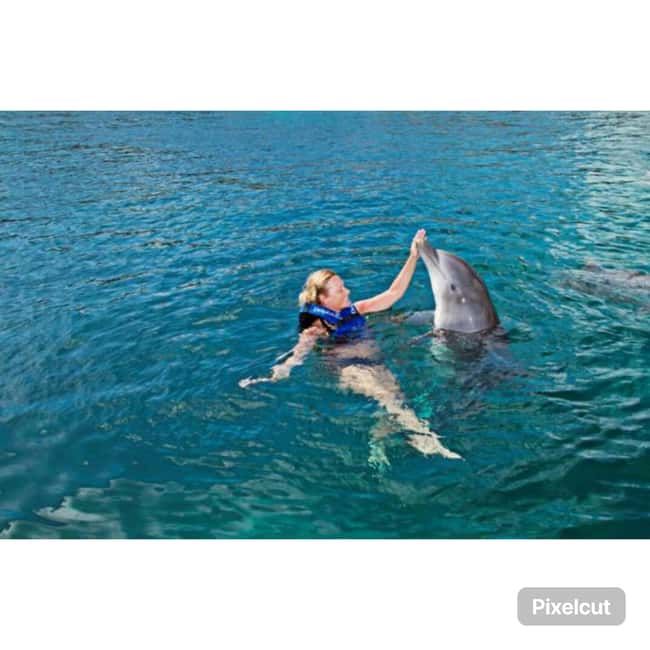 Punta Cana: Dolphin Park Entry and Swim with Dolphins - Meeting the dolphins in Punta Cana