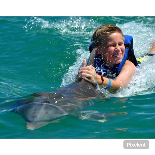 Punta Cana: Dolphin Park Entry and Swim with Dolphins - The sea lion show after the swim