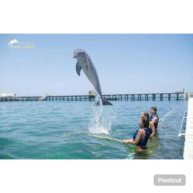 Punta Cana: Dolphin Park Entry and Swim with Dolphins - Who will enjoy this experience most