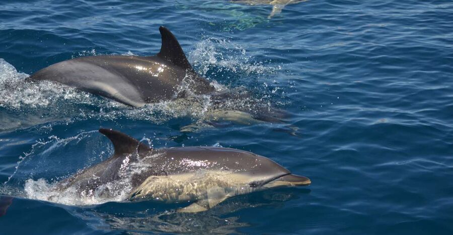 Quarteira: Algarve Coast, Caves and Dolphin Watching Cruise - The route toward Olhos de Água