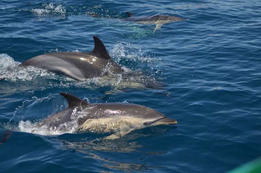 Quarteira: Algarve Coast, Caves and Dolphin Watching Cruise - Leaving Vilamoura Marina