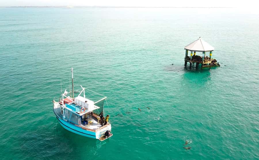 Queenscliff Harbour: 3.5hr Seal & Dolphin Snorkelling Tour - Key points to know before you book