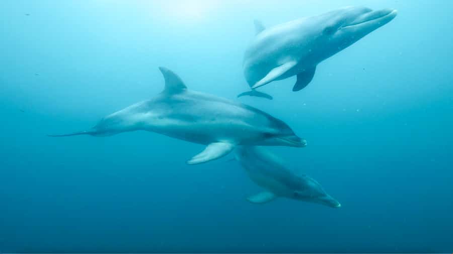 Queenscliff Harbour: 3.5hr Seal & Dolphin Snorkelling Tour - Searching for dolphins in Port Phillip Bay