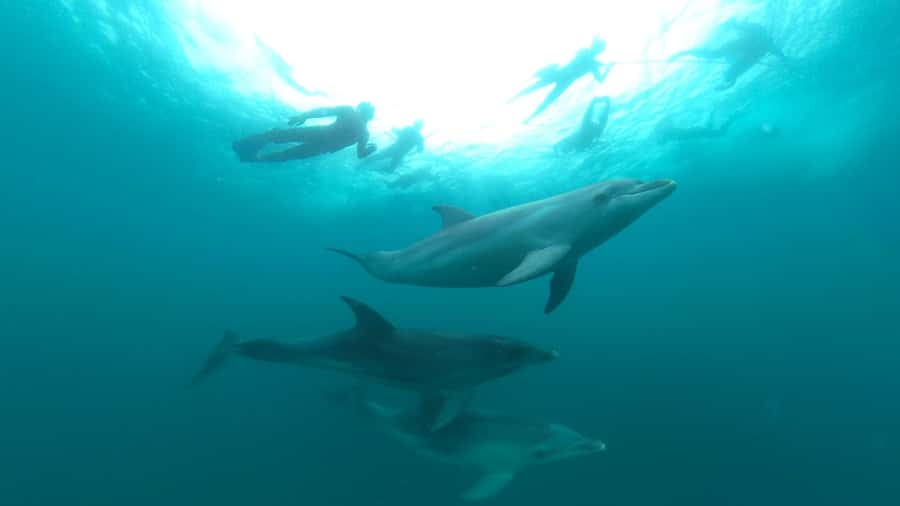 Queenscliff Harbour: 3.5hr Seal & Dolphin Snorkelling Tour - The boat ride between the swims