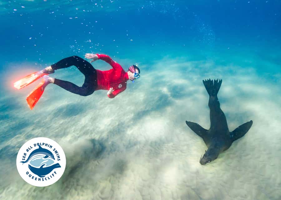 Queenscliff Harbour: 3.5hr Seal & Dolphin Snorkelling Tour - Is $148 good value?