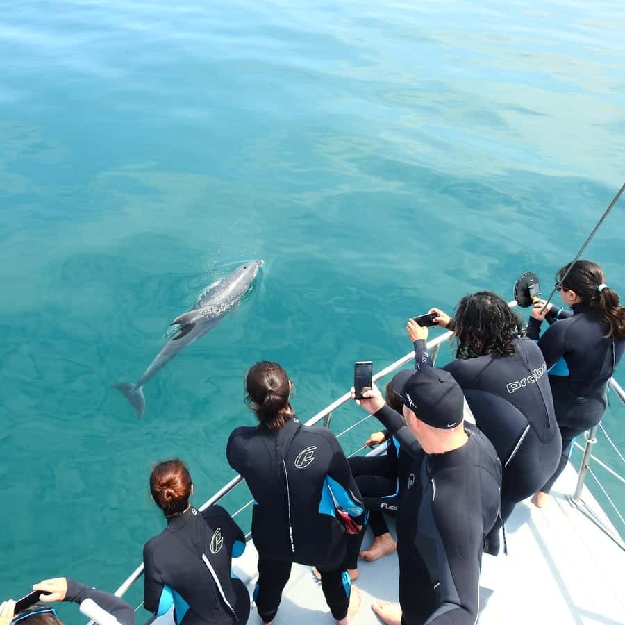 Queenscliff Harbour: 3.5hr Seal & Dolphin Snorkelling Tour - Chinaman’s Hat and the Australian fur seals