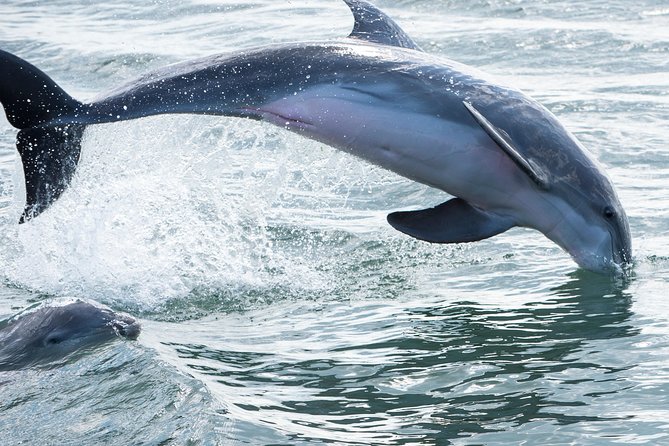 Red Boat Tours - Dolphin Odyssey and Sightseeing Tour - Key points to know before you book