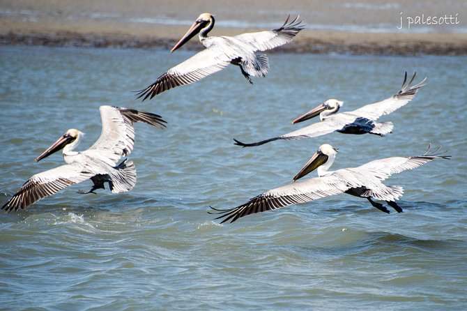 Red Boat Tours - Dolphin Odyssey and Sightseeing Tour - Why the calm Intracoastal route works so well