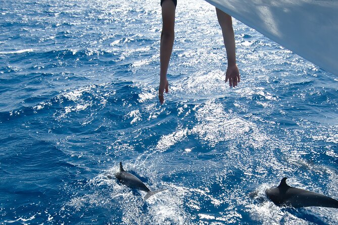 Red Sea Wonders Dolphin House Snorkeling Cruise & Lunch_ Hurghada - Key points to know before you book