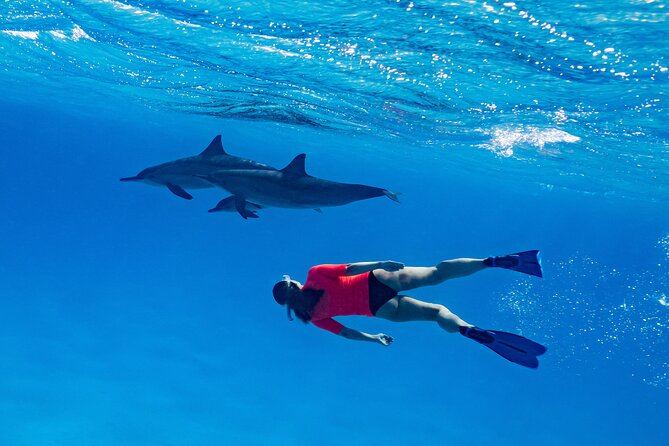 Red Sea Wonders Dolphin House Snorkeling Cruise & Lunch_ Hurghada - Leaving Hurghada for the Red Sea