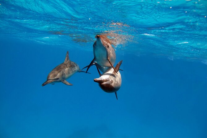 Red Sea Wonders Dolphin House Snorkeling Cruise & Lunch_ Hurghada - Looking for dolphins in their natural setting