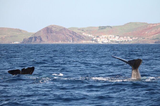 Responsible Whales and/or Dolphins Watching Tour - Key points to know before boarding